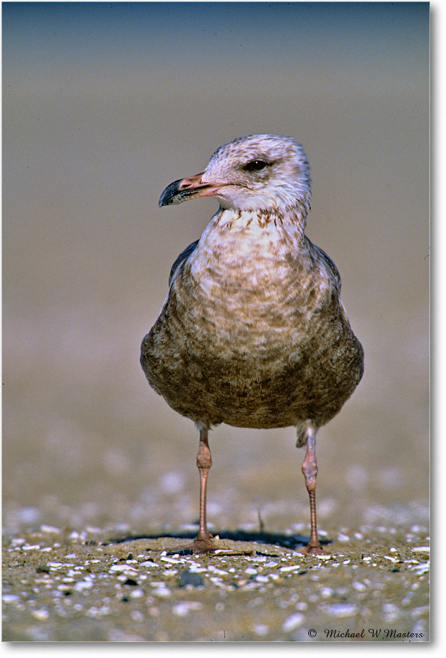 RingbillGullJuv_Assateague_2004May_F32 copy