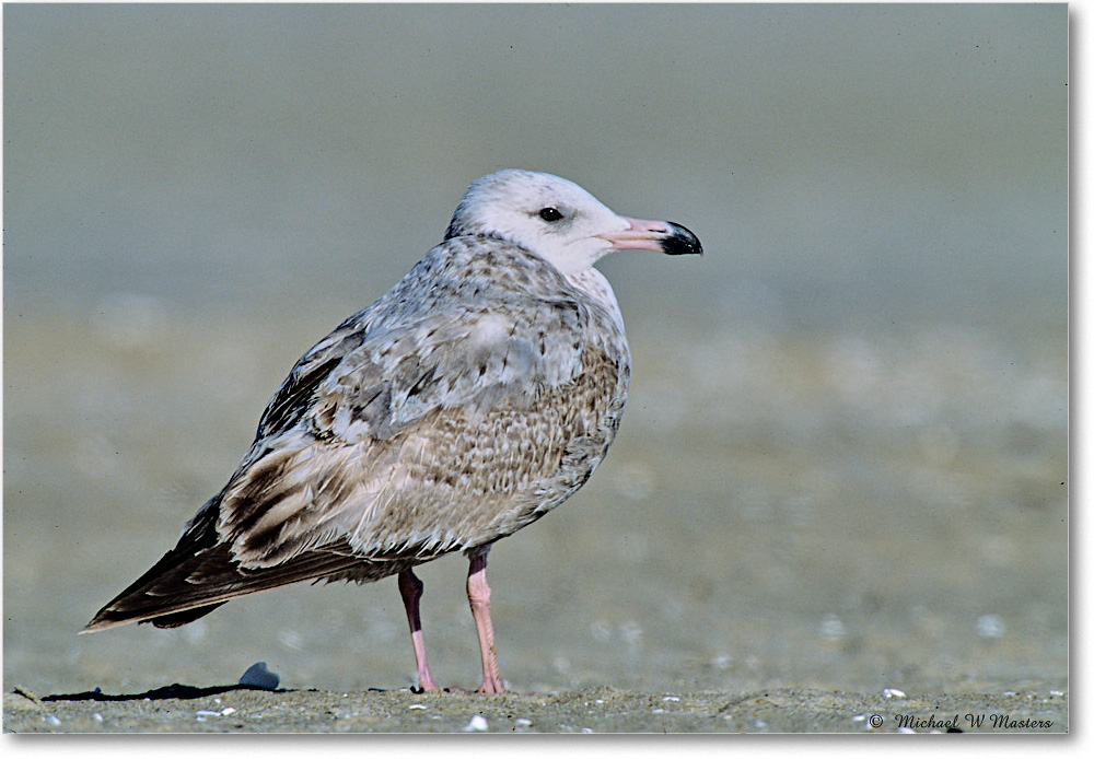 RingbillGullJuv_Assateague_2004May_F36 copy
