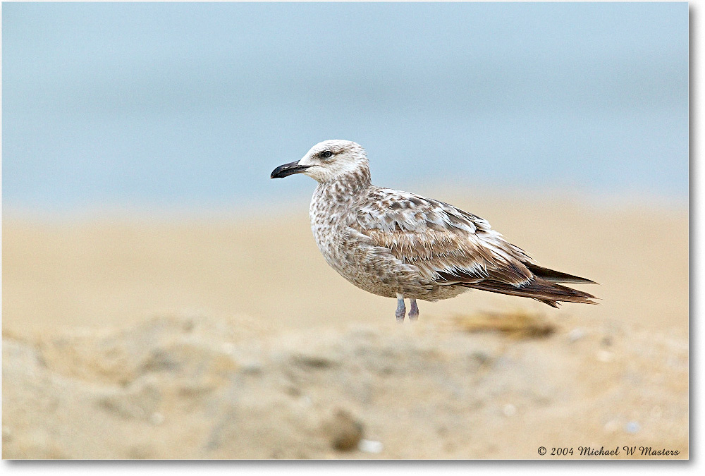 RingbillGull_Assateague_2004May_1FFT3991 copy