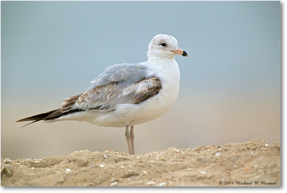 RingbillGull_Assateague_2004May_1FFT4230 copy