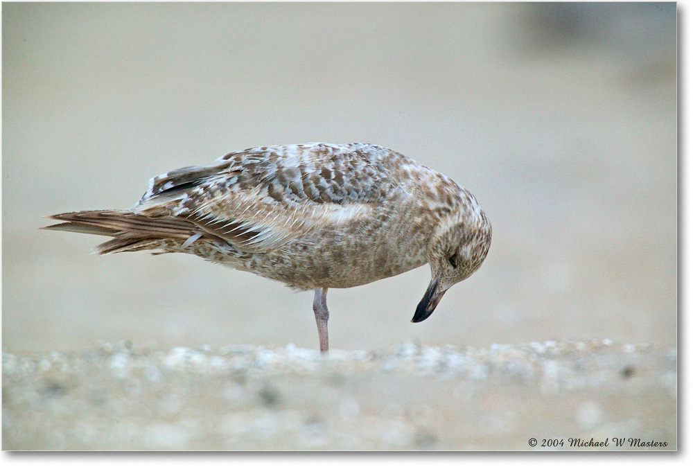 RingbillGull_Assateague_2004May_1FFT4234 copy