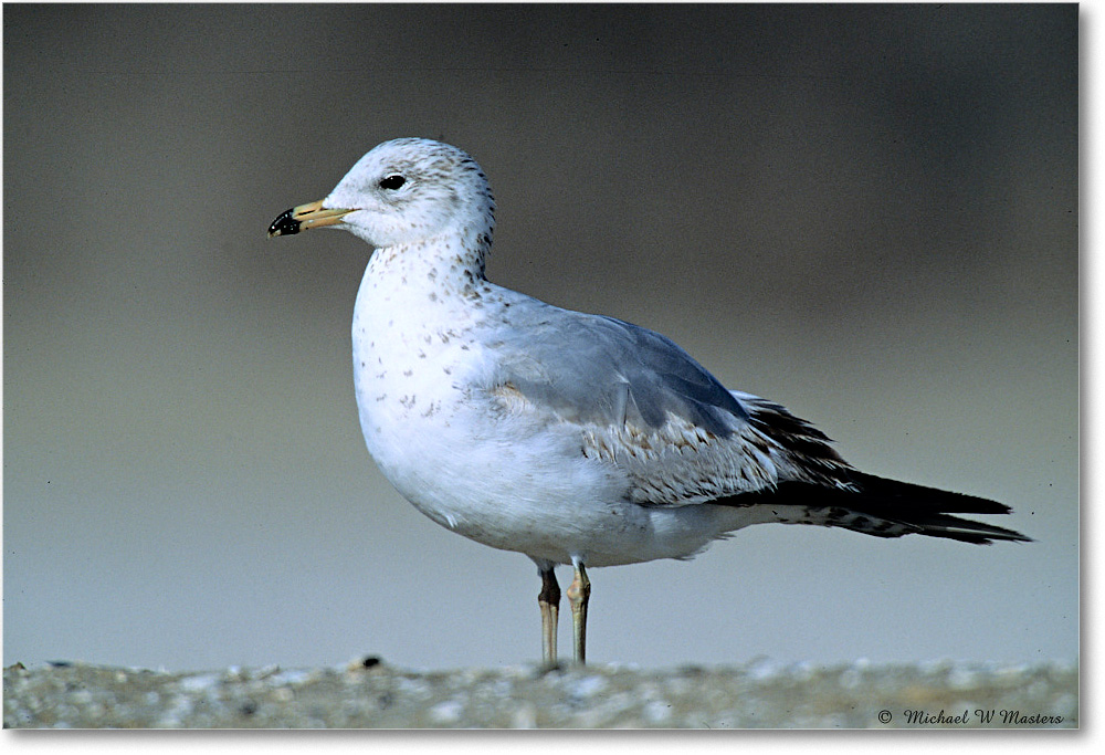 RingbillGull_Assateague_2004May_F13 copy