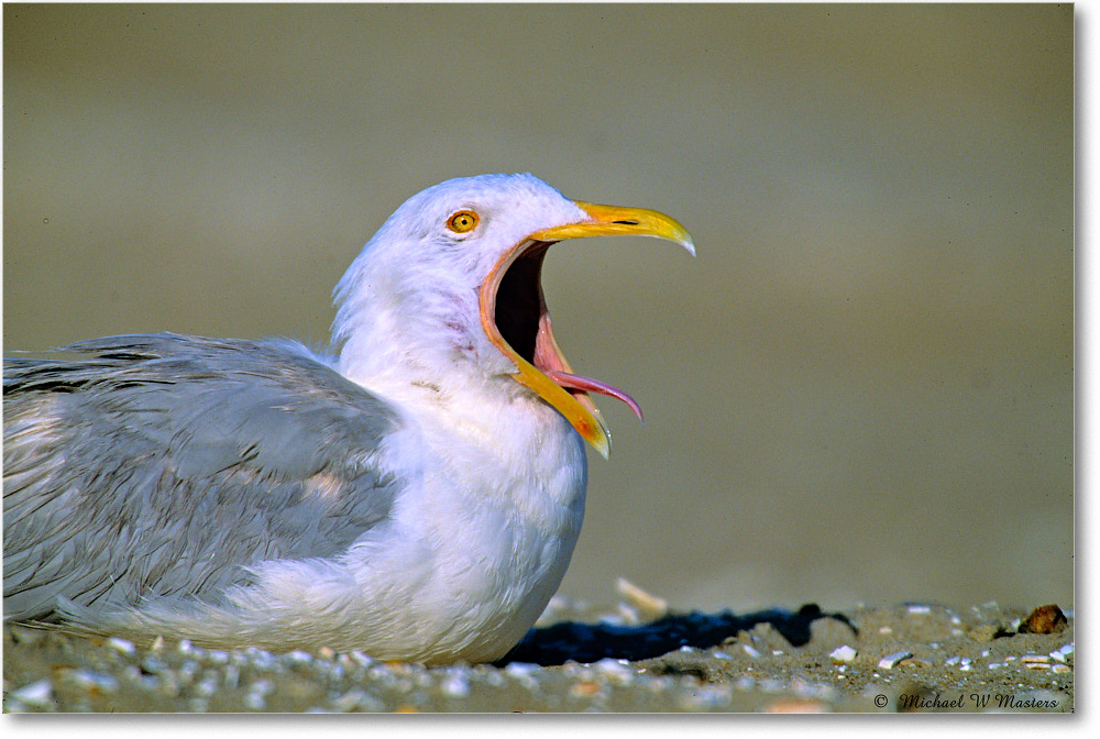 RingbillGull_Assateague_2004May_V09 copy