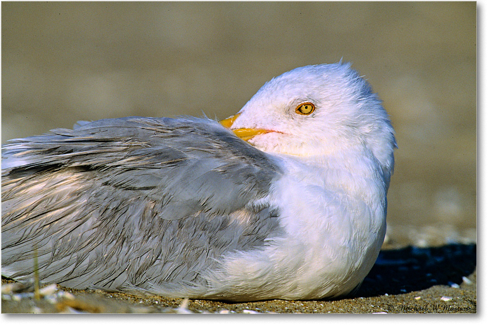 RingbillGull_Assateague_2004May_V26 copy