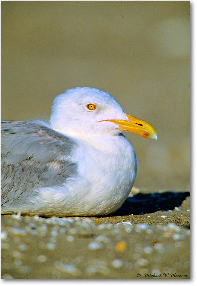 RingbillGull_Assateague_2004May_V31 copy