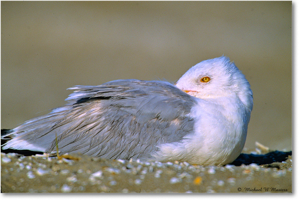 RingbillGull_Assateague_2004May_V36 copy