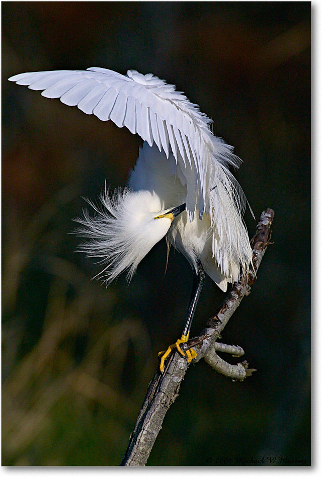 SnowyEgret_ChincoNWR-WLL_2004May_1FFT4065 copy