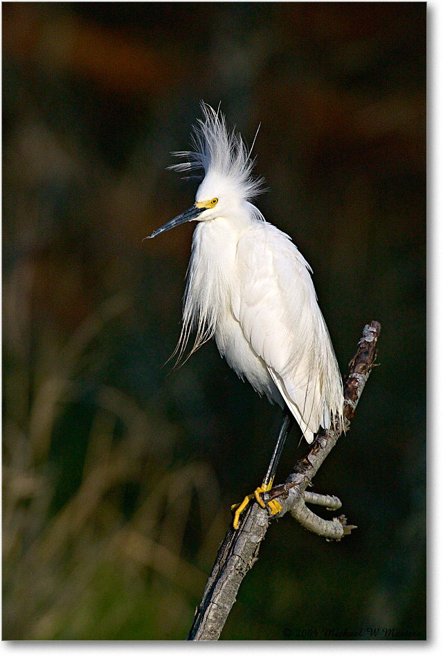 SnowyEgret_ChincoNWR-WLL_2004May_1FFT4073 copy