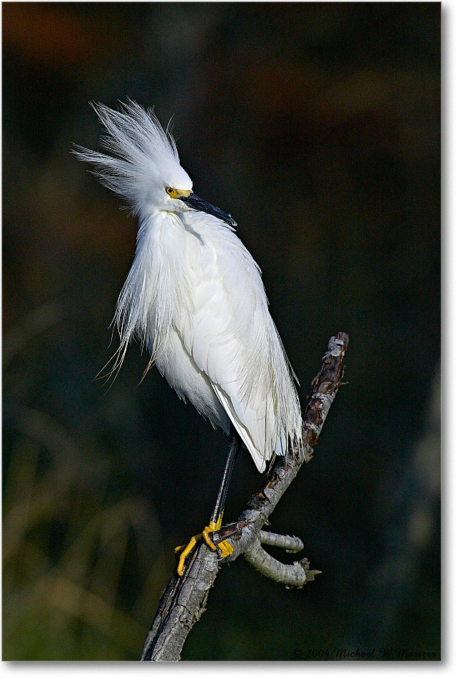 SnowyEgret_ChincoNWR-WLL_2004May_1FFT4074 copy
