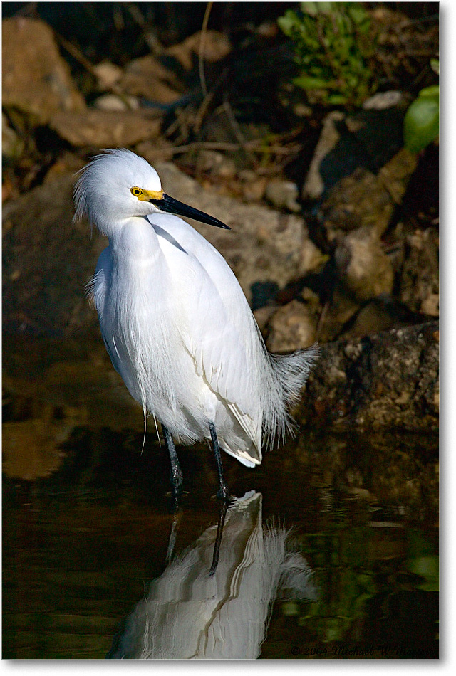 SnowyEgret_ChincoNWR-WLL_2004May_1FFT4133 copy