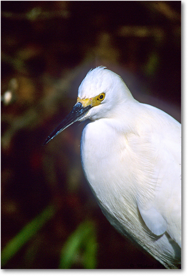 Snowy_ChincoNWR_2004May_F19 copy