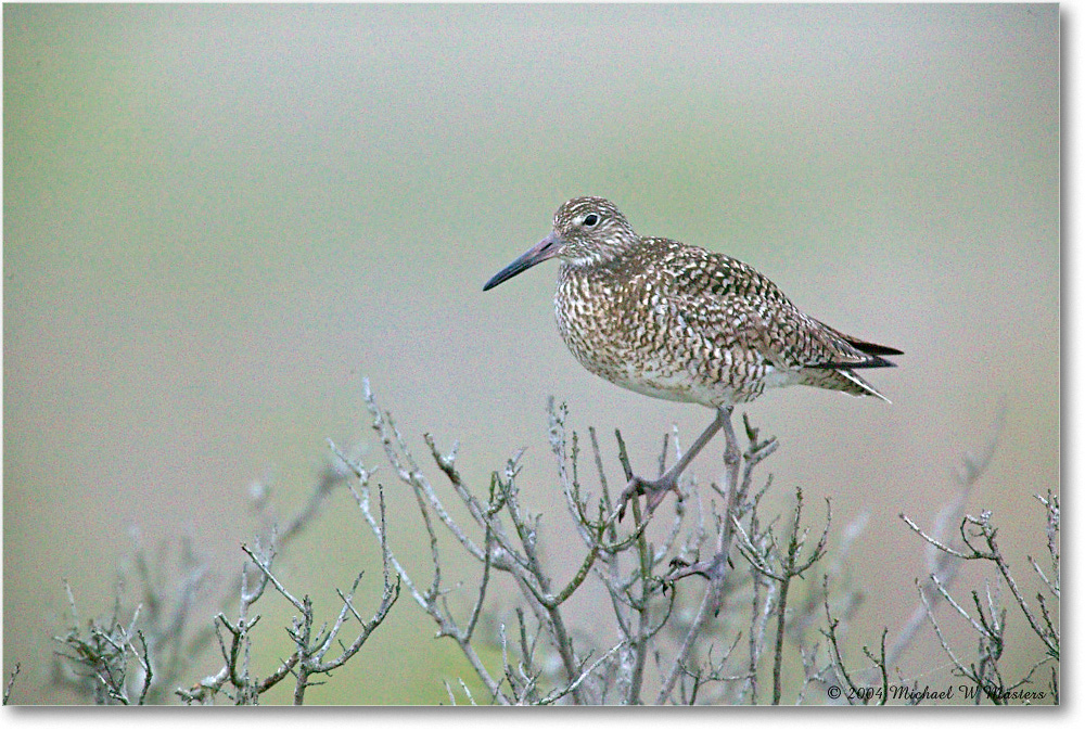 Willet_Assateague_2004May_1FFT4867 copy