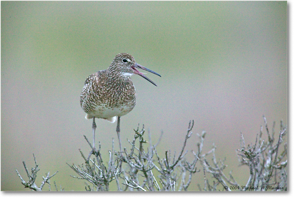 Willet_Assateague_2004May_1FFT4878 copy