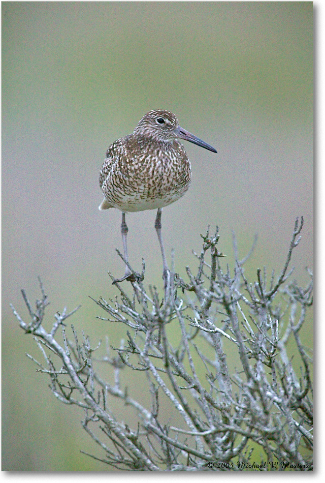 Willet_Assateague_2004May_1FFT4902 copy