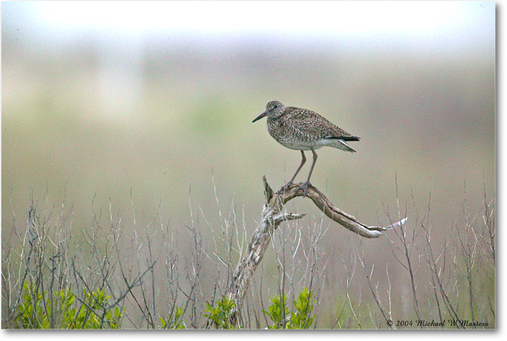 Willet_Assateague_2004May_1FFT4908 copy
