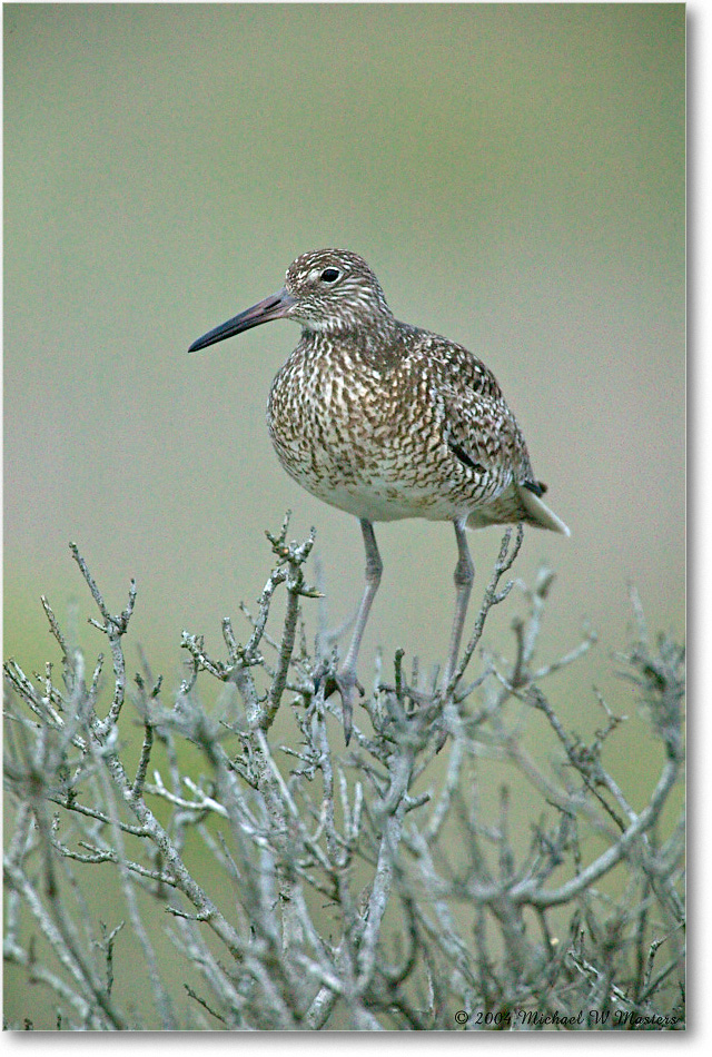 Willet_Assateague_2004May_1FFT5052 copy