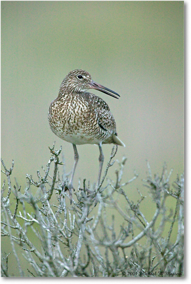 Willet_Assateague_2004May_1FFT5055 copy