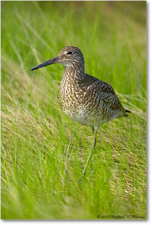 Willet_Assateague_2004May_1FFT5094 copy