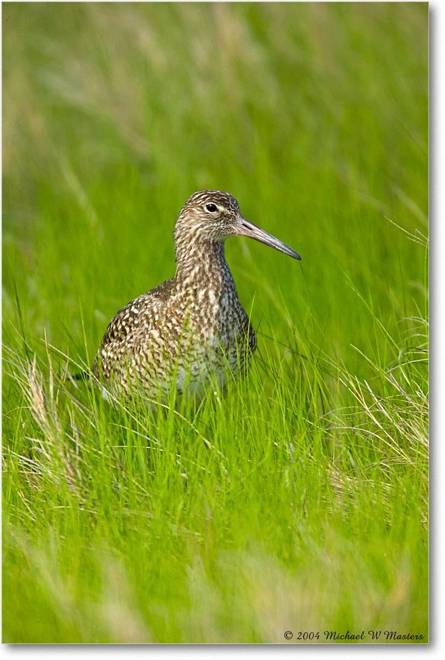 Willet_Assateague_2004May_1FFT5100 copy