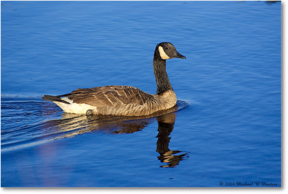 CanadaGoose_ChincoNWR_2004Oct_Y2F2384 copy