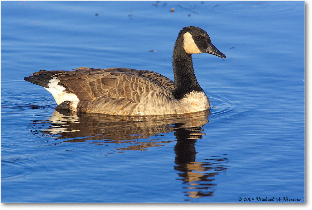 CanadaGoose_ChincoNWR_2004Oct_Y2F2491 copy