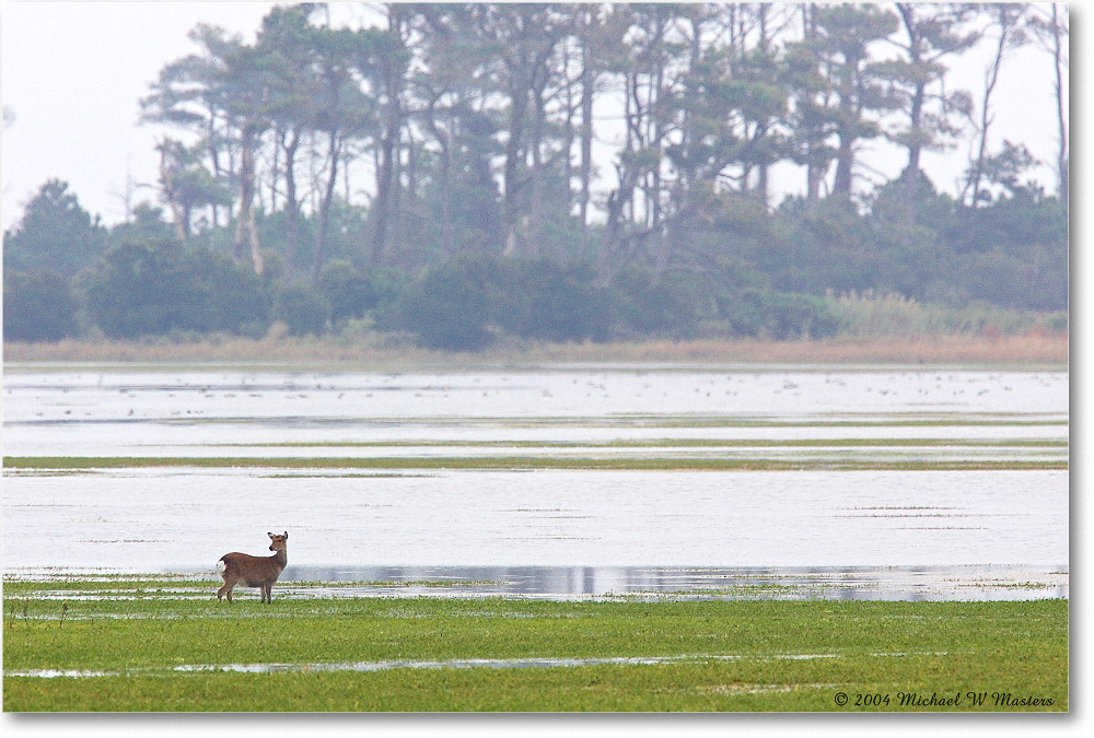 Deer_ChincoNWR-WLL_2004Oct_Y2F1301 copy