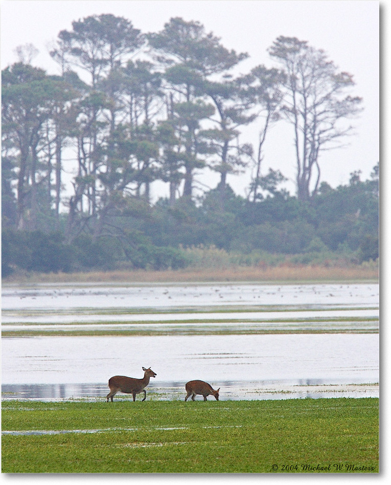Deer_ChincoNWR-WLL_2004Oct_Y2F1307 copy