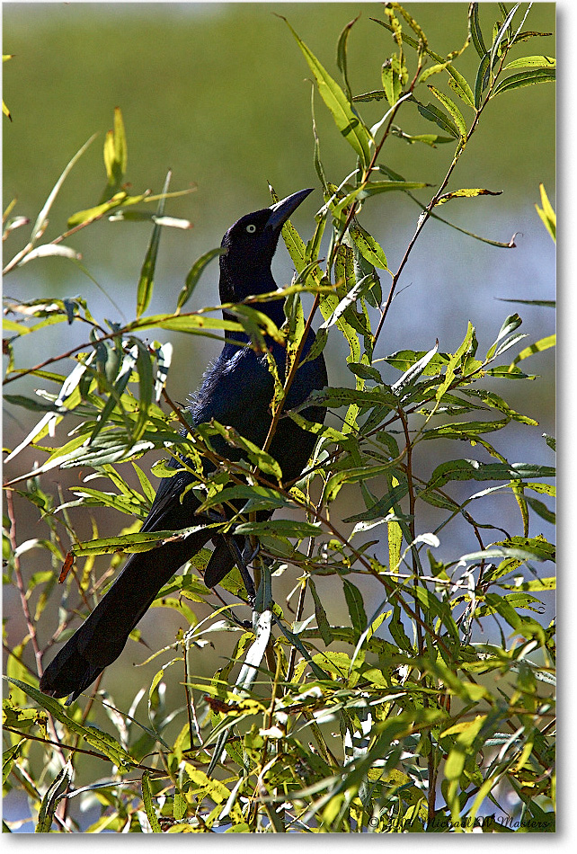 Grackleboattail_ChincoNWR_2004Oct_Y2F0795 copy