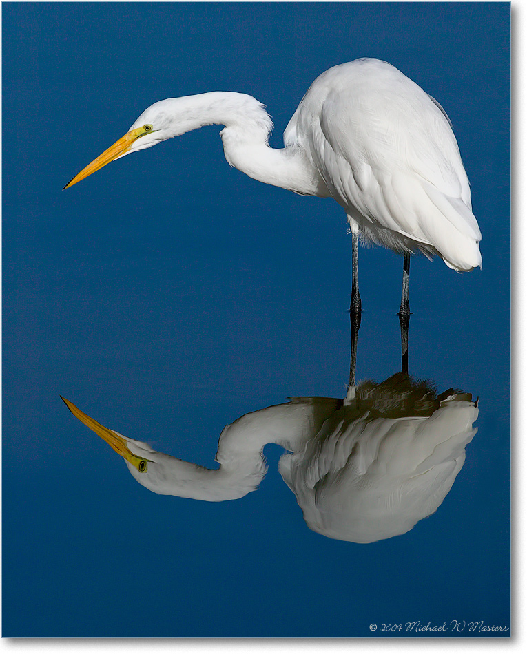 GreatEgret&Reflection_ChincoNWR_2004Oct_1FFT6349-copy