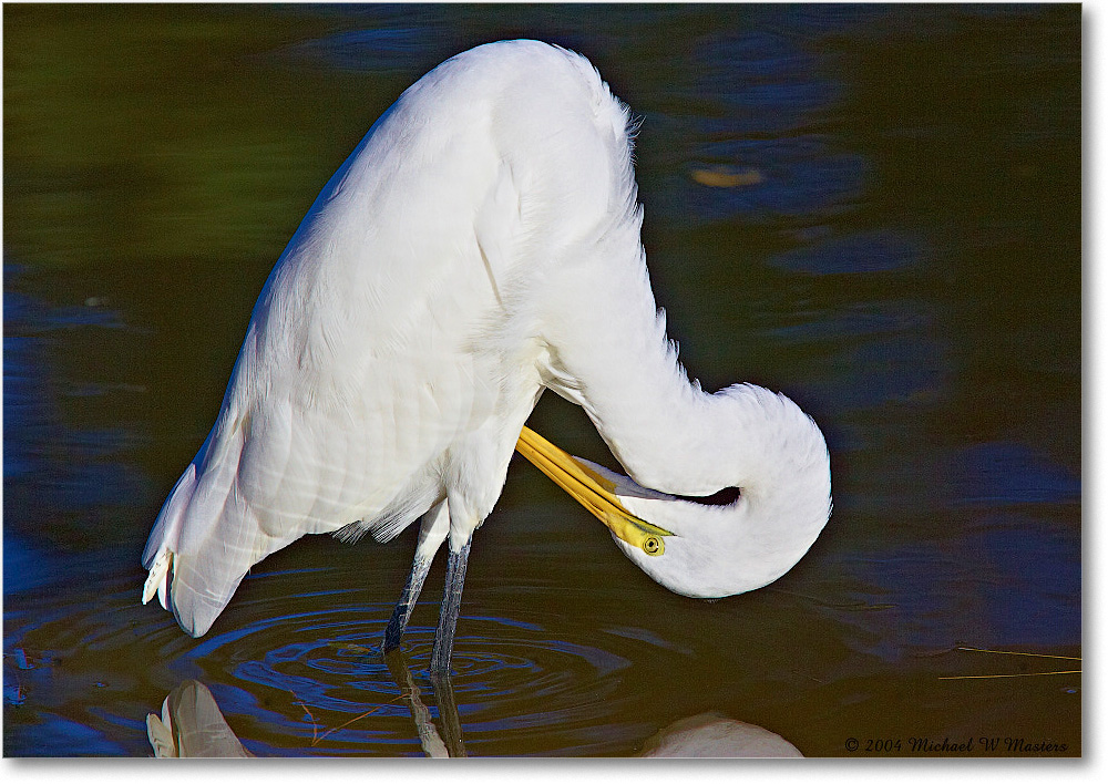 GreatEgretPreening_ChincoNWR-EA_2004Oct_Y2F2160 copy