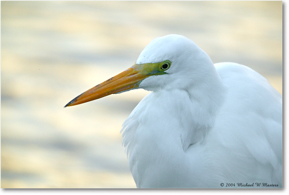 GreatEgret_ChincoNWR_2004Oct1_FFT6148 copy