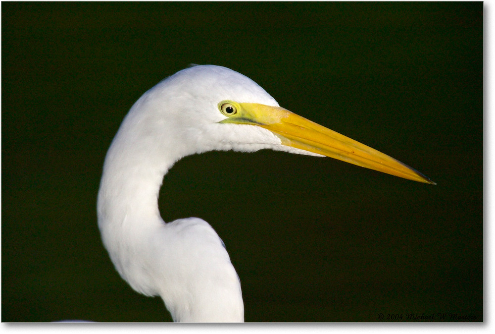 GreatEgret_ChincoNWR_2004Oct1_FFT6171 copy