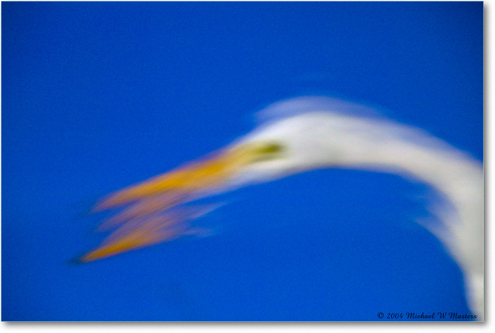 GreatEgret_ChincoNWR_2004Oct1_FFT6175 copy