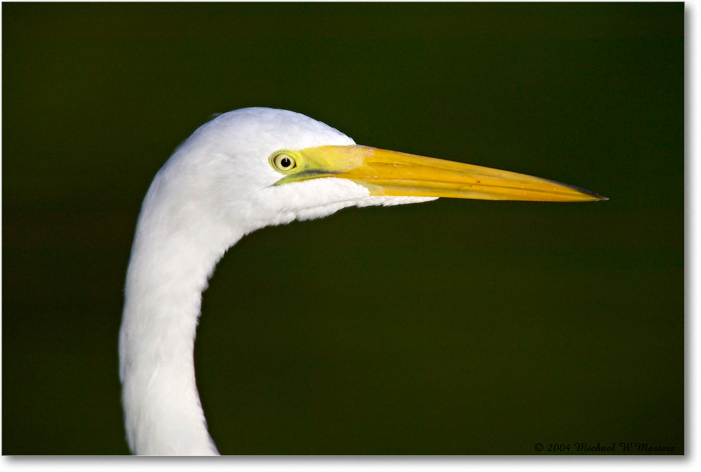 GreatEgret_ChincoNWR_2004Oct1_FFT6178 copy