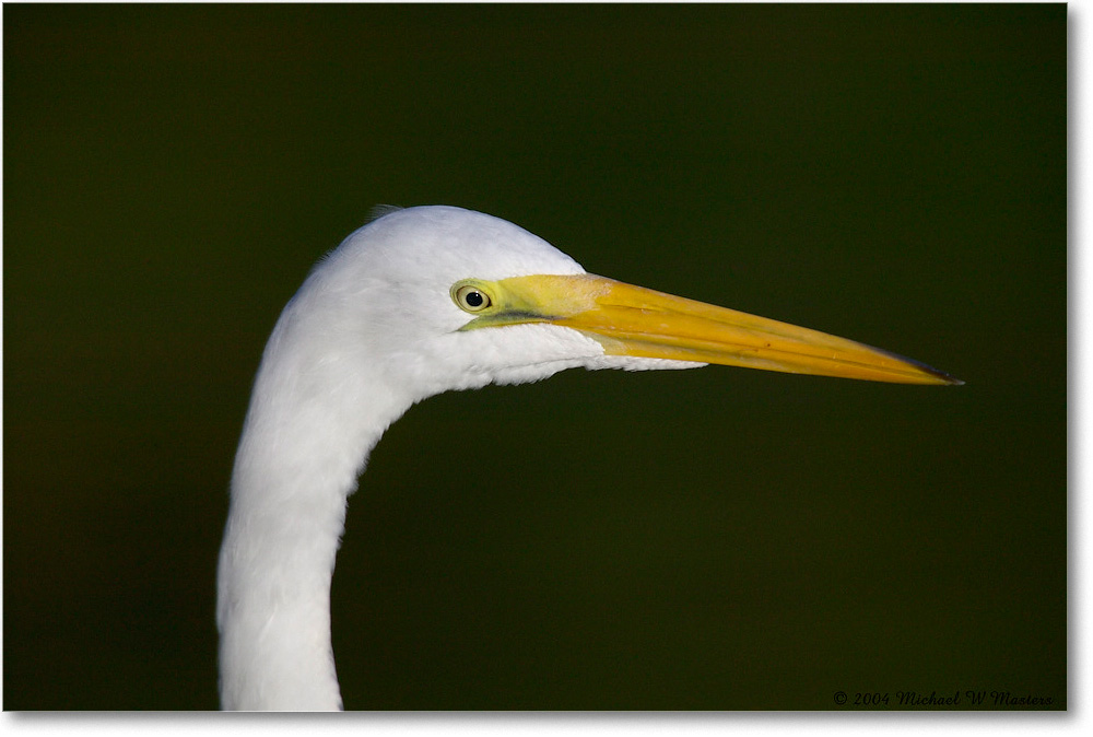 GreatEgret_ChincoNWR_2004Oct1_FFT6181 copy