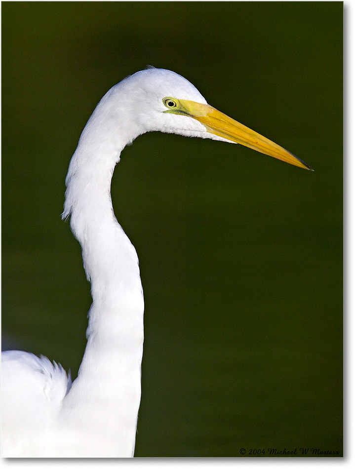 GreatEgret_ChincoNWR_2004Oct1_FFT6194 copy