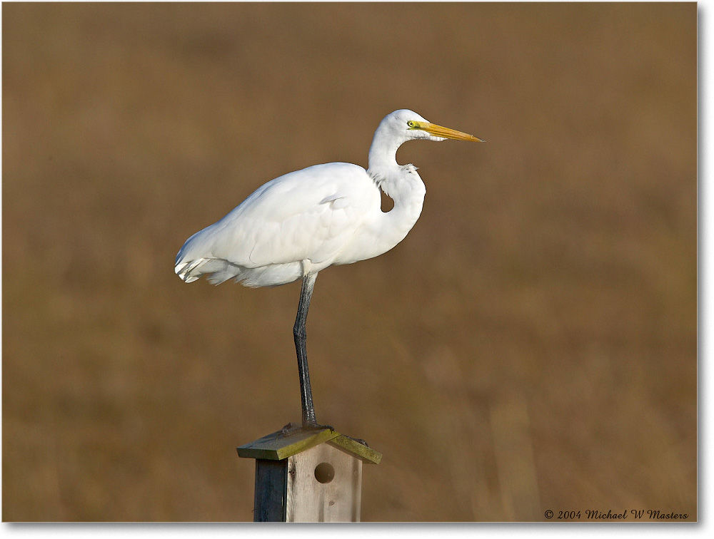 GreatEgret_ChincoNWR_2004Oct1_FFT6263 copy