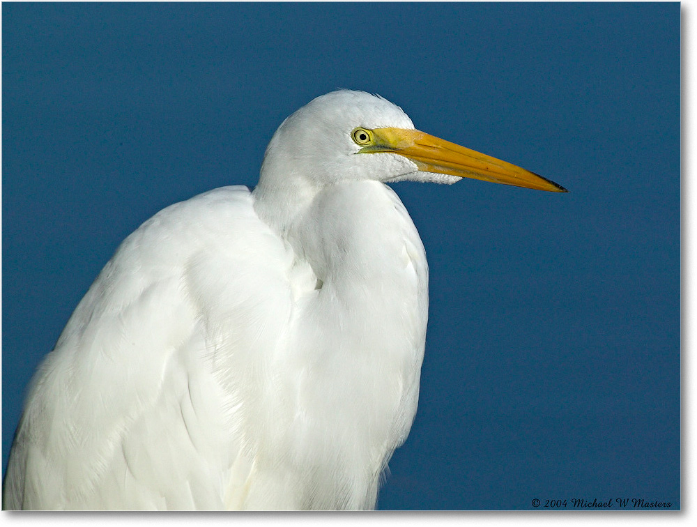 GreatEgret_ChincoNWR_2004Oct1_FFT6320 copy