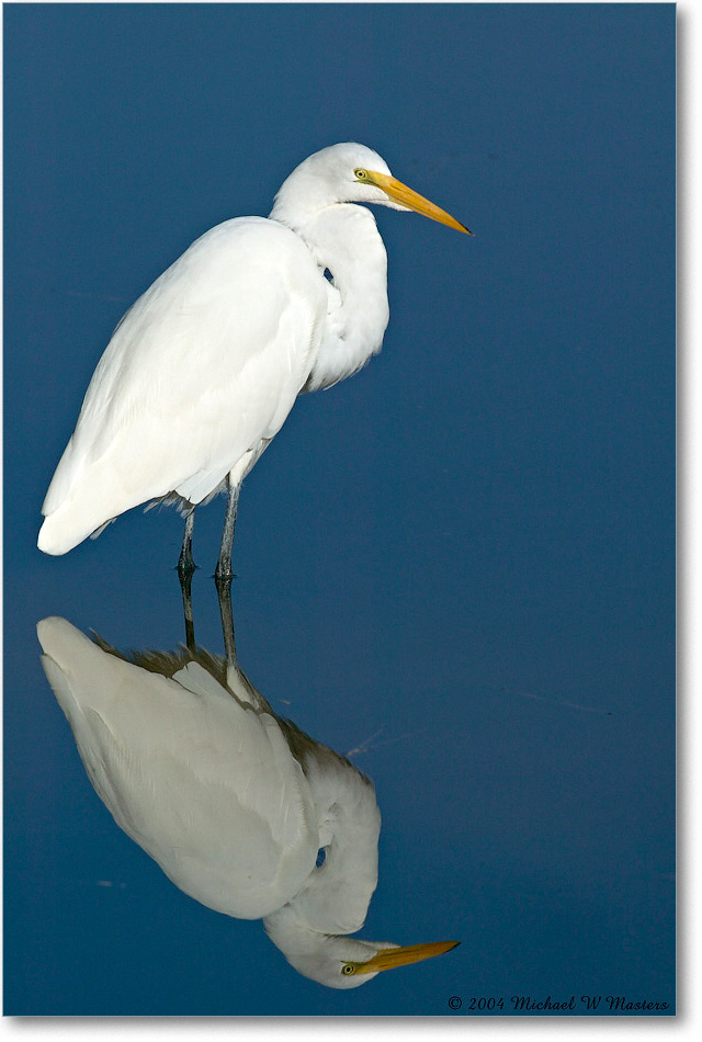 GreatEgret_ChincoNWR_2004Oct1_FFT6343 copy
