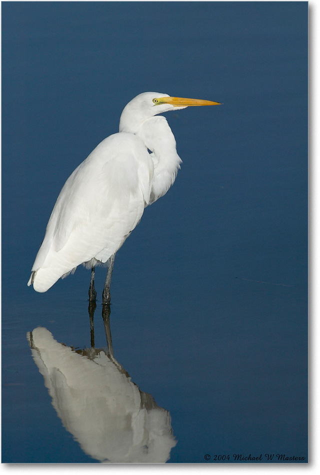 GreatEgret_ChincoNWR_2004Oct1_FFT6367 copy