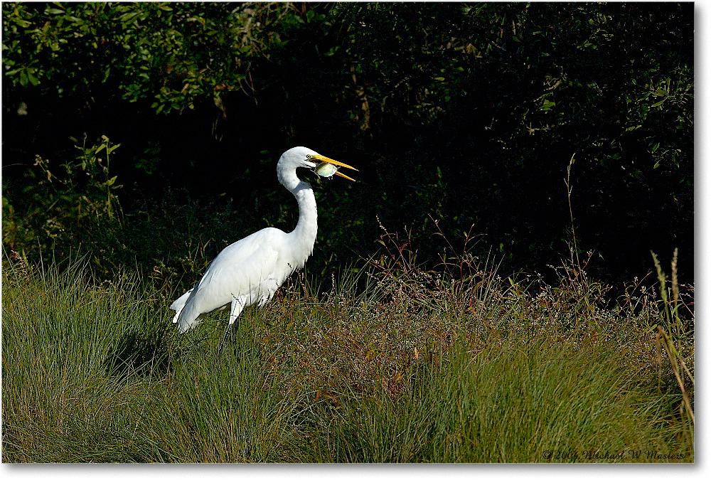 GreatEgret_ChincoNWR_2004Oct1_FFT6370 copy