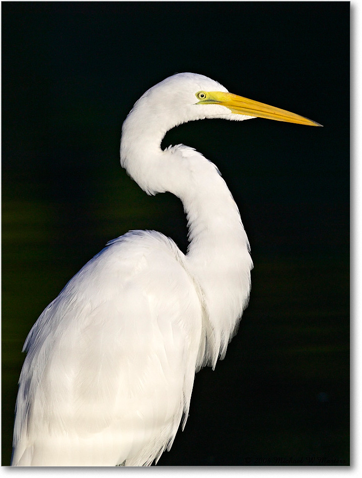GreatEgret_ChincoNWR_2004Oct1_FFT6485 copy