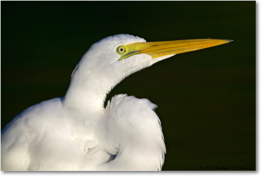 GreatEgret_ChincoNWR_2004Oct1_FFT6492 copy