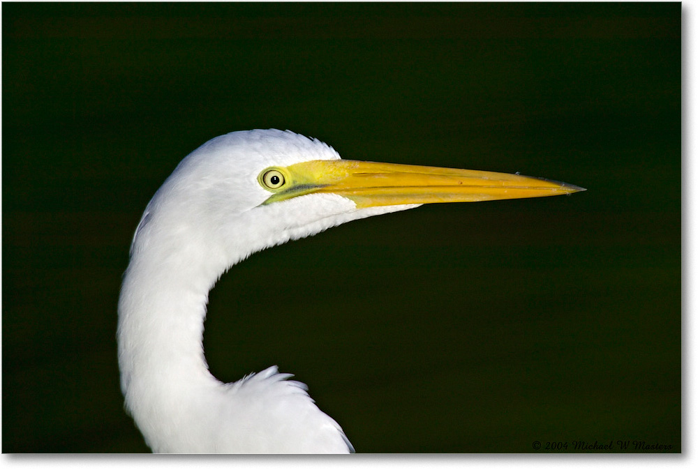 GreatEgret_ChincoNWR_2004Oct1_FFT6504 copy