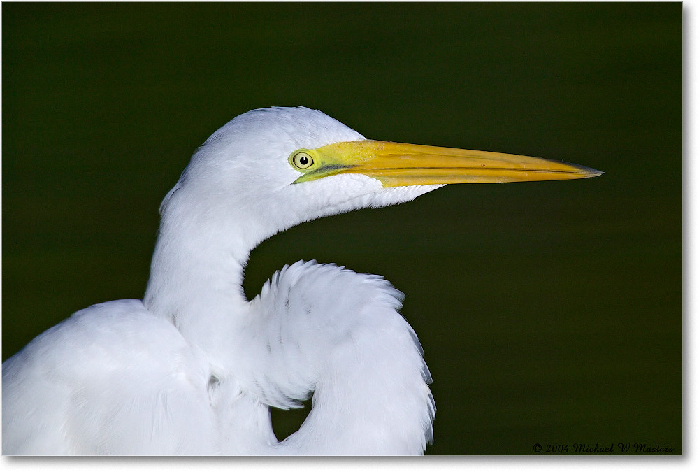 GreatEgret_ChincoNWR_2004Oct1_FFT6581 copy
