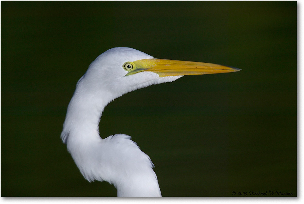 GreatEgret_ChincoNWR_2004Oct1_FFT6584 copy