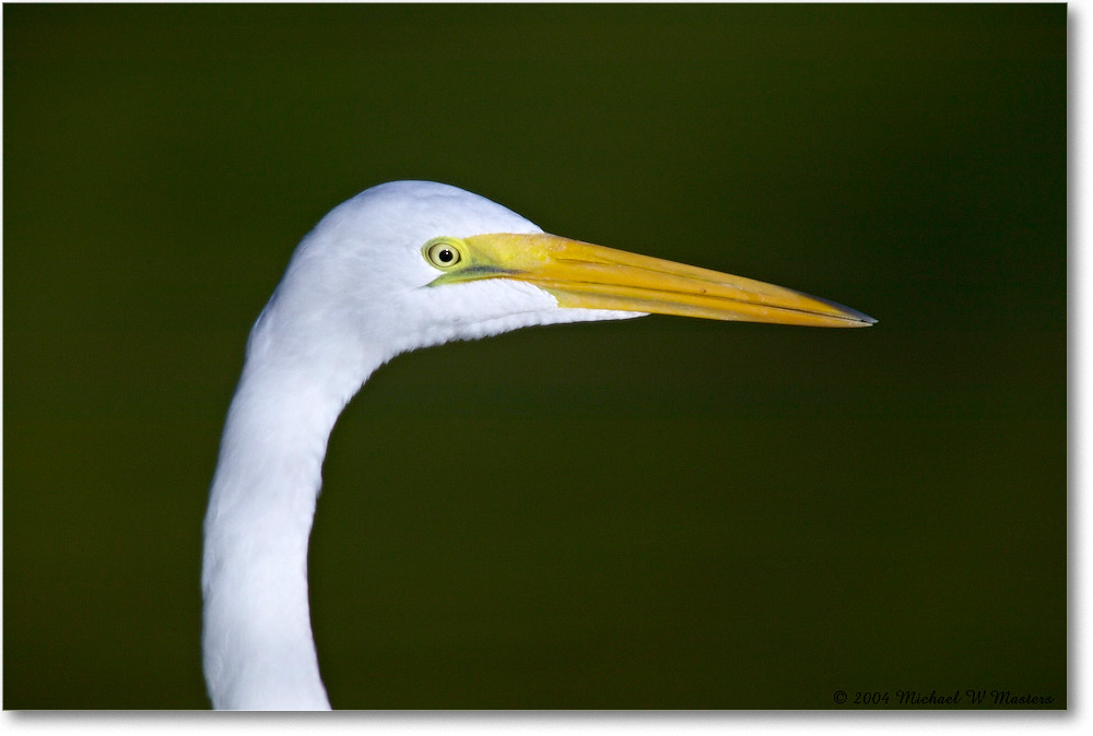GreatEgret_ChincoNWR_2004Oct1_FFT6611 copy