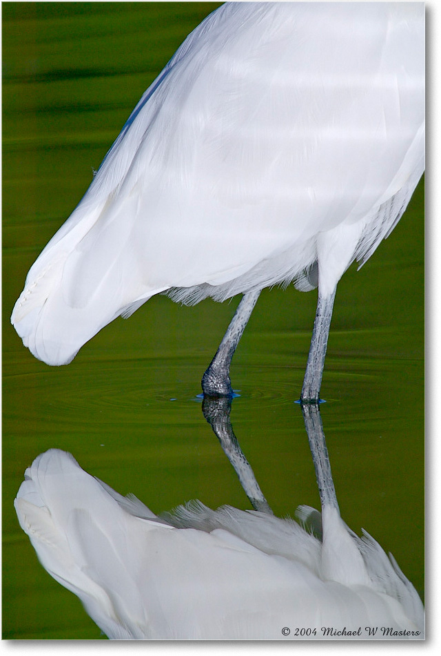 GreatEgret_ChincoNWR_2004Oct1_FFT6617 copy