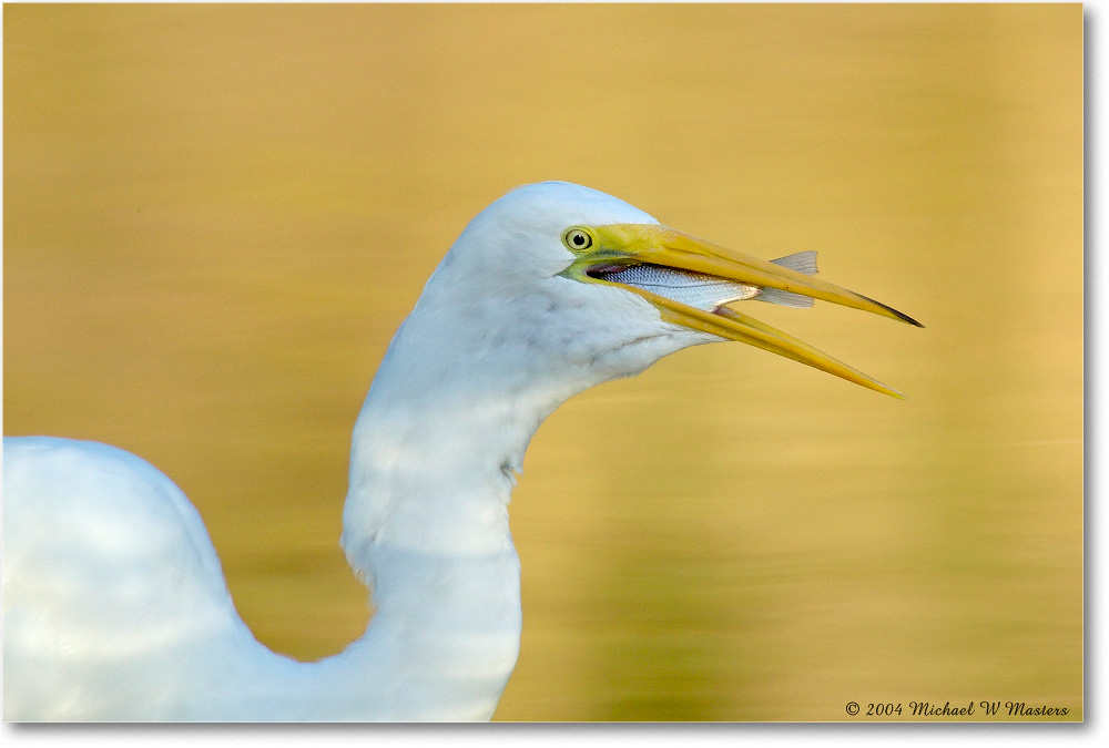 GreatEgret_ChincoNWR_2004Oct1_FFT6625 copy