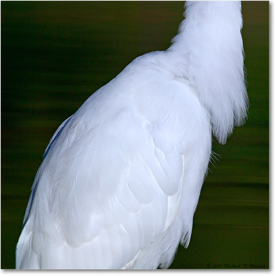 GreatEgret_ChincoNWR_2004Oct1_FFT6635 copy